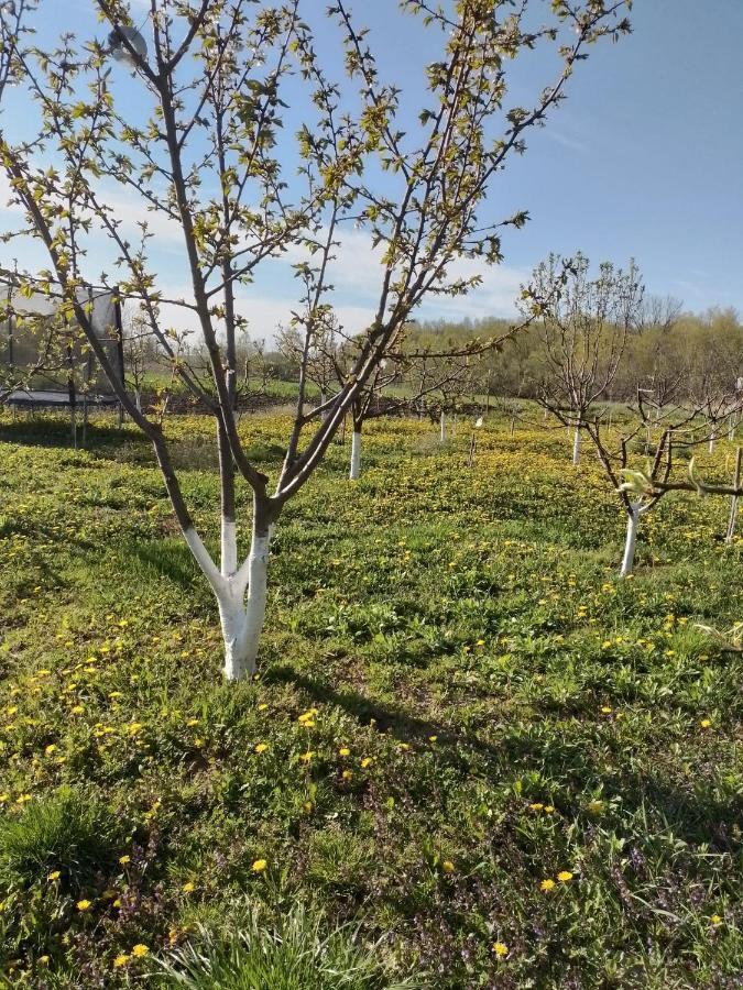 Casa Mamei Szucsáva Kültér fotó